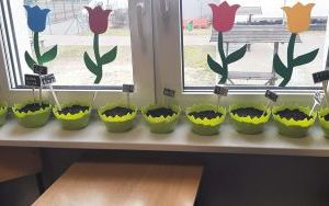 Siejemy dobro i... owies! (2)